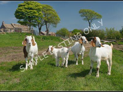 Equatoguinean Live Boer Goats