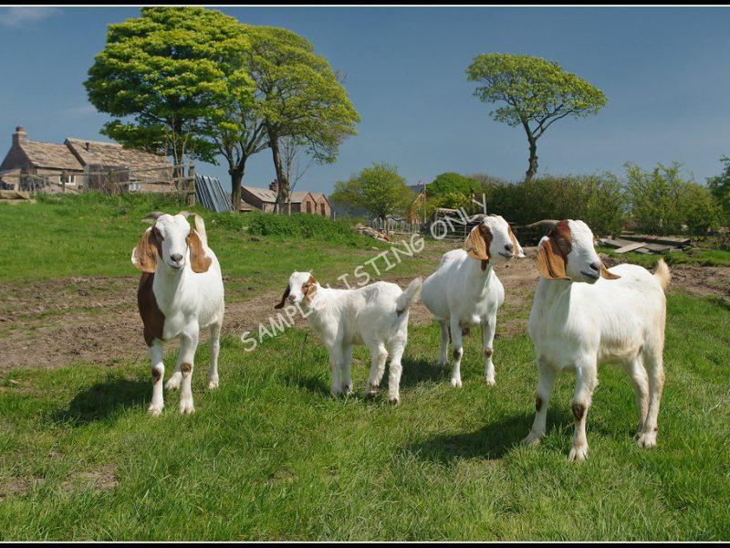 Equatoguinean Live Boer Goats