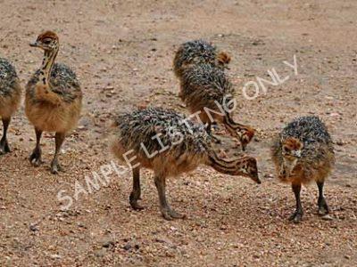 Equatorial Guinea Ostrich Chicks