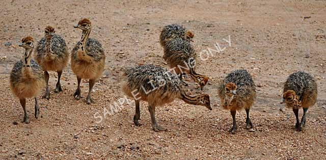 Equatorial Guinea Ostrich Chicks