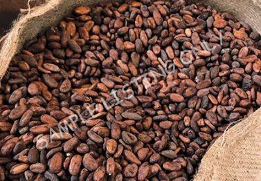 Equatorial Guinea Cocoa Beans