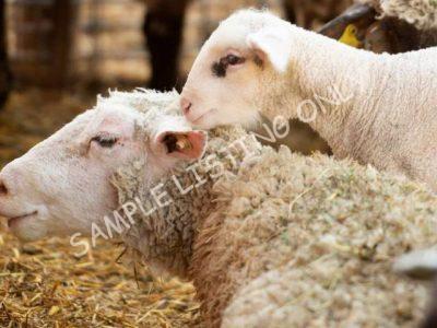 Healthy Equatorial Guinea Sheep