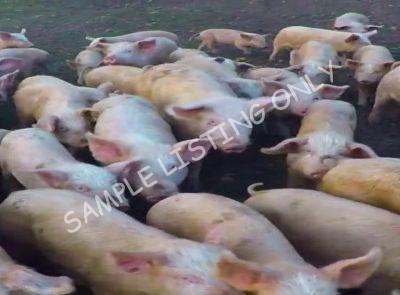 Equatorial Guinea Healthy Pigs