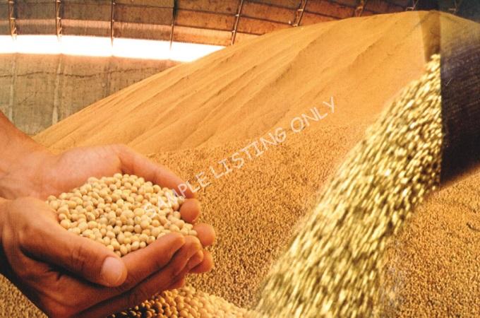 Fresh Dry Equatorial Guinea Soya Beans