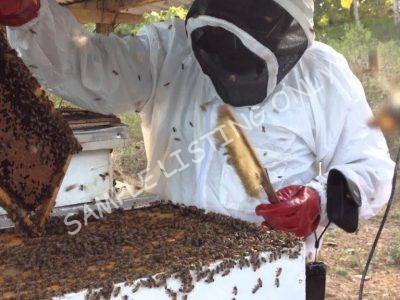 Sweet Equatorial Guinea Honey