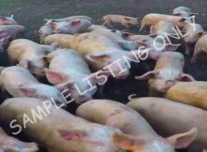 Equatorial Guinea Healthy Pigs