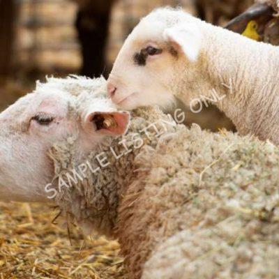 Healthy Equatorial Guinea Sheep